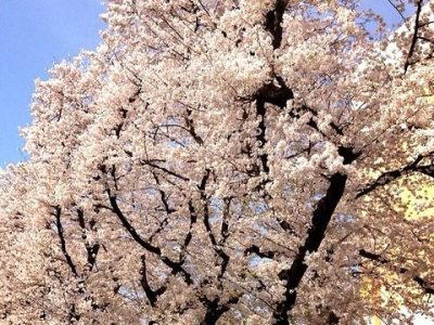 満開ですね！