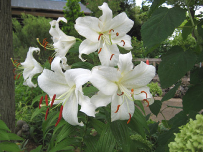 お花屋さんとの交流